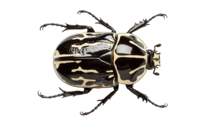 Elegant African beetle isolated PNG on transparent background, black and cream striped insect with spiky legs for entomology and design projects