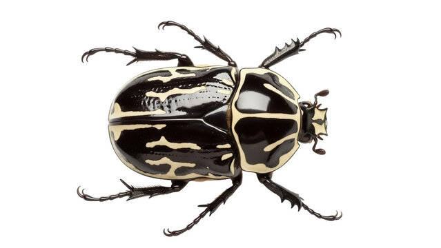 Elegant African beetle isolated PNG on transparent background, black and cream striped insect with spiky legs for entomology and design projects