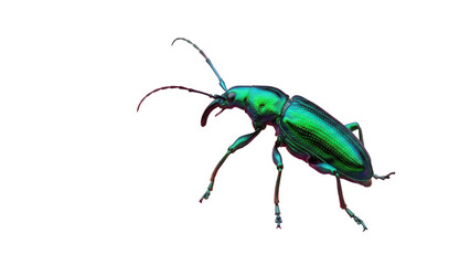Metallic green weevil beetle isolated PNG on transparent background, vibrant insect with long snout and antennae for entomology and nature designs