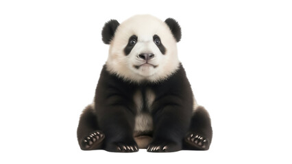 Adorable baby panda bear sitting isolated PNG, fluffy animal with black and white fur on transparent background, cute wildlife