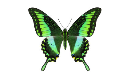 Emerald Swallowtail butterfly PNG isolated on transparent background, green and black tropical insect with detailed wings for design projects
