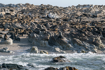 Colony of cape fur seal on rocky coastline. Wildlife habitat concept for nature documentary and environmental conservation.