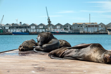 Three cape fur seals resting on a wooden dock with a harbor and industrial buildings in the background. Wildlife and marine life concept.