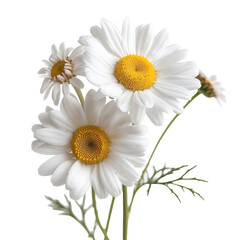 Fototapeta premium White flowers with yellow centers are displayed on a transparent background. The flowers stand tall and are ready to be used in crafts or designs. Their clean look suits many styles