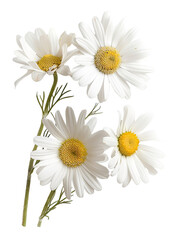 Obraz premium Four daisies are arranged with white petals and yellow centers. They are cut out and placed on a transparent background for use in design projects or crafts