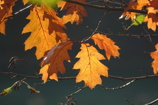 Bl&auml;tter der Roteiche im Herbst