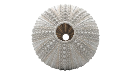Sea Urchin Test