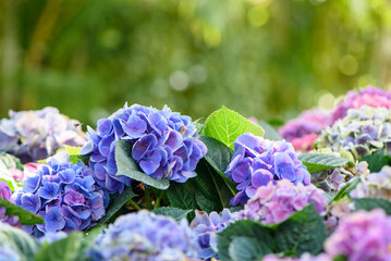 Hydrangea flowers in full bloom with blurred background
