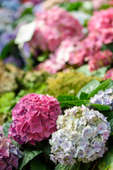 Colorful hydrangea flowers blooming in garden