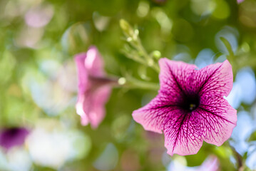 Bloom-purple petunia flowers with soft bokeh background