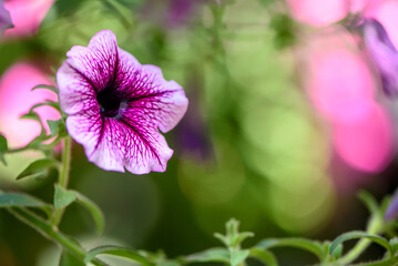 Blooming purple petunia flower with blurred green background