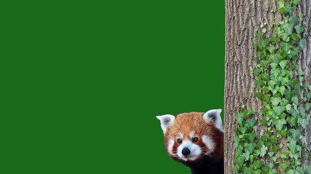  red panda peers out of a tree on a green screen.