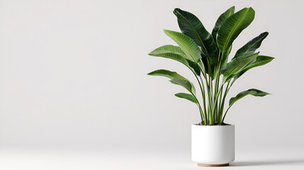 Minimalist home interior with potted indoor plant on light wood floor and blank wall background