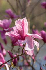 Rosa Magnolienbl&uuml;ten auf Baumzweigen im Fr&uuml;hling, Deutschland