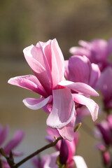 Rosa Magnolienbl&uuml;ten auf Baumzweigen im Fr&uuml;hling, Deutschland