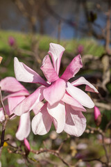 Rosa Magnolienbl&uuml;ten auf Baumzweigen im Fr&uuml;hling, Deutschland