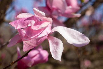 Rosa Magnolienbl&uuml;ten auf Baumzweigen im Fr&uuml;hling, Deutschland
