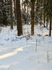 Fototapeta premium Winter road and wood, with snow, asphalt and country roads. Christams tree in wood in snow. White winter theme. 