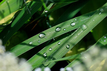 Raindrops on green leaves in a garden during summer in Germany