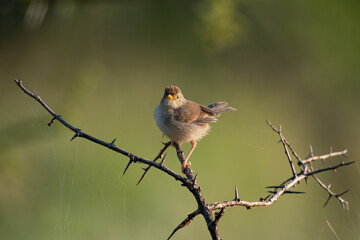 Small songbird perching on a branch