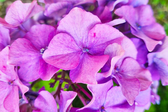 Vibrant Purple Hydrangea Blossoms in Full Bloom for Nature-Themed Designs - Powered by Adobe