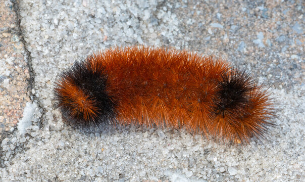 Wooly worm catepillar on bricks