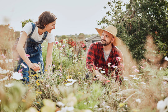 Man and woman gardening together on a wild flower allotment in London