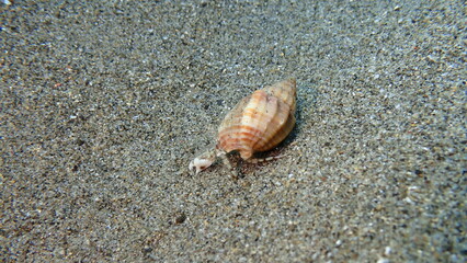 Nassa mud snail or dog whelk (Tritia nitida) with hermit crab Anapagurus pusillus undersea,...