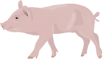 pink pig on white background