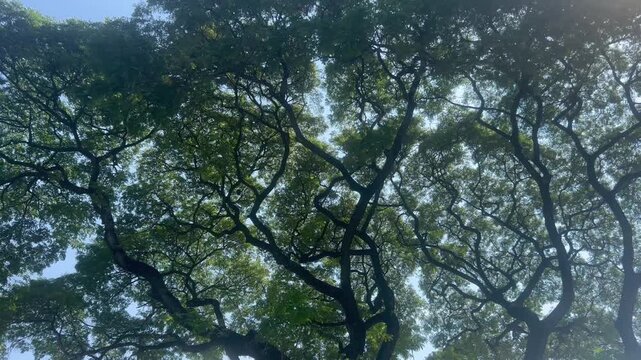 The canopy of samanea saman seen from below.