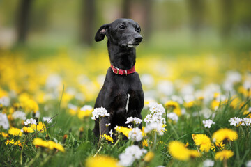 old italian greyhound dog sitting on a meadow with blooming flowers