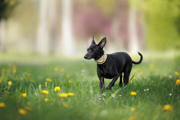 old italian greyhound dog walking in the park