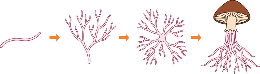 Mushroom growth stages sketch, hypha to fruiting body, fungal development diagram, biology education layout, flat vector illustration © PORI 
