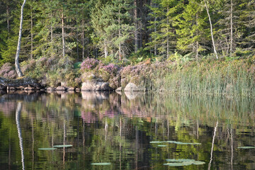 Obraz premium An idyllic lakeside landscape with coniferous trees and purple heather, perfectly reflected in the still waters of a lake. Peace and natural beauty at the edge of the forest.