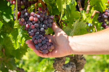 Hand holding clusters of fresh grapes in a vineyard during harvest season