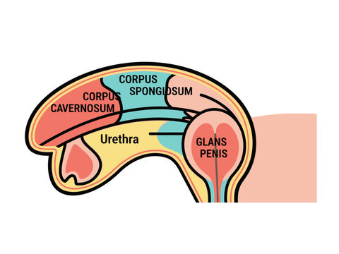 Diagram illustrating a sagittal view of the male penis anatomy with labeled structures
