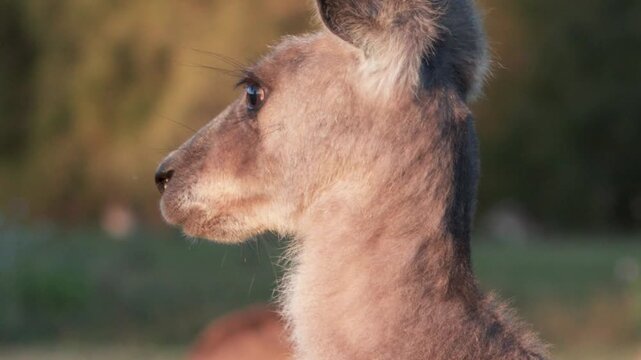 Close-up Profile of a Young Kangaroo Joey in Golden Sunset Light