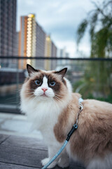 Fluffy cat with striking dark mask and curious eyes in a park