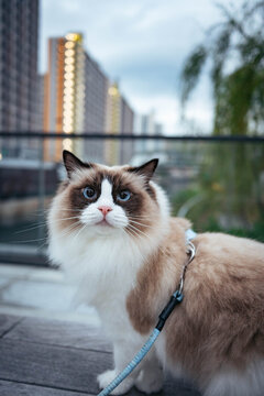 Fluffy cat with striking dark mask and curious eyes in a park