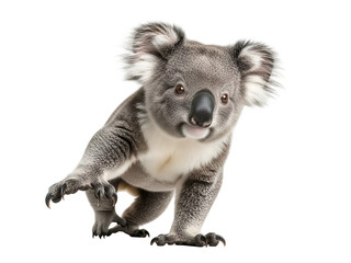 Adorable gray koala with fluffy white ears and a captivating expression, walking forward, isolated on transparent background.