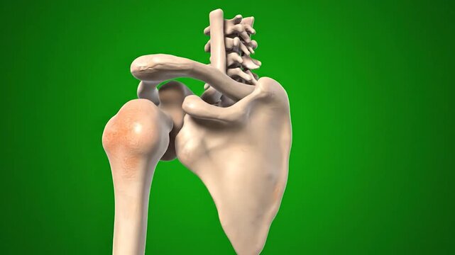 Human shoulder joint anatomy illustration on green background.
