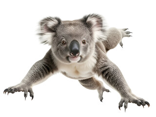 Adorable gray koala with fluffy white ears and a captivating expression, walking forward, isolated on transparent background.