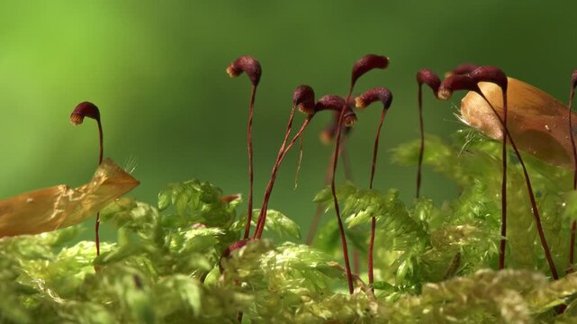 moss sporophytes with spore capsules rising above green moss macro