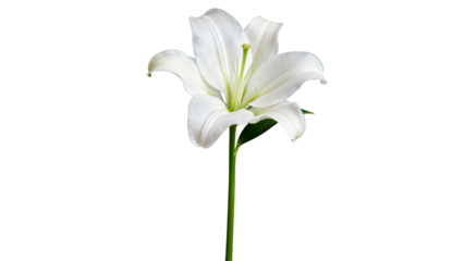 White Lily Flower