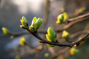Early Spring Tree Buds Symbolizing New Beginnings