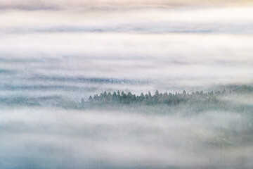 Aerial view of a pine forest rising through the dense fog, a serene landscape of muted greens and whites, Caledonian Forest, Cairngorms National Park, Scotland.