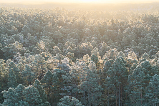 Aerial view of a dense forest blanketed in a soft, ethereal light, where frosted treetops glisten like jewels under the winter sun, Caledonian Forest, Cairngorms National Park, Scotland.