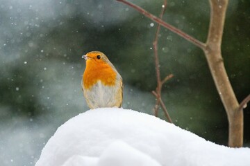 Beautiful winter scenery with European Robin bird sitting on the stump within a heavy snowfall