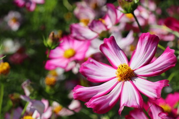 ピンクのグラデーションのコスモス　あかつき