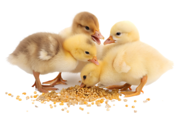 Ultra realistic baby farm animals group, ducklings and chicks eating small grains together, cute but realistic appearance, soft fluffy feathers, gentle natural behavior, tiny beaks pecking grain, smal